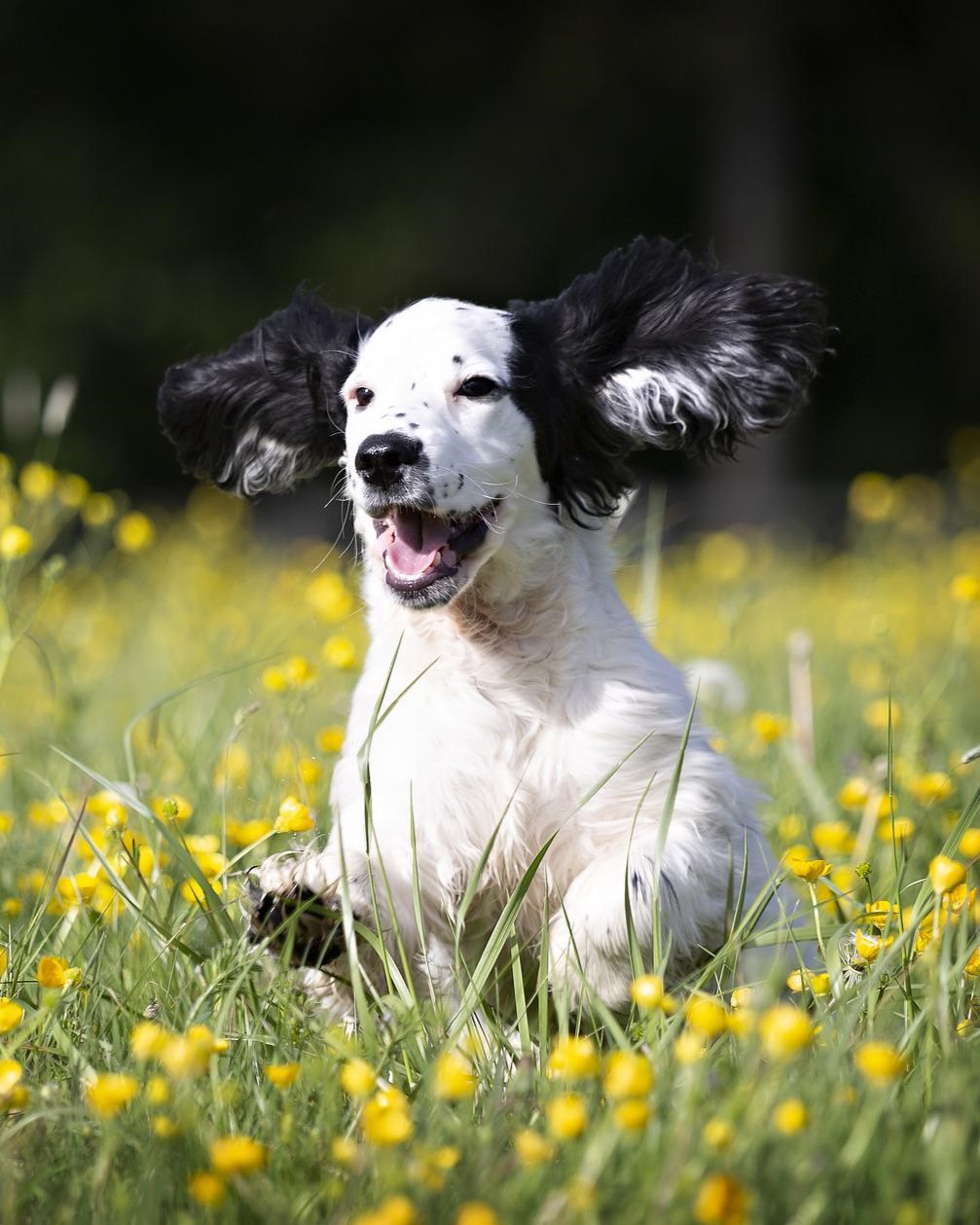 dog-running-field