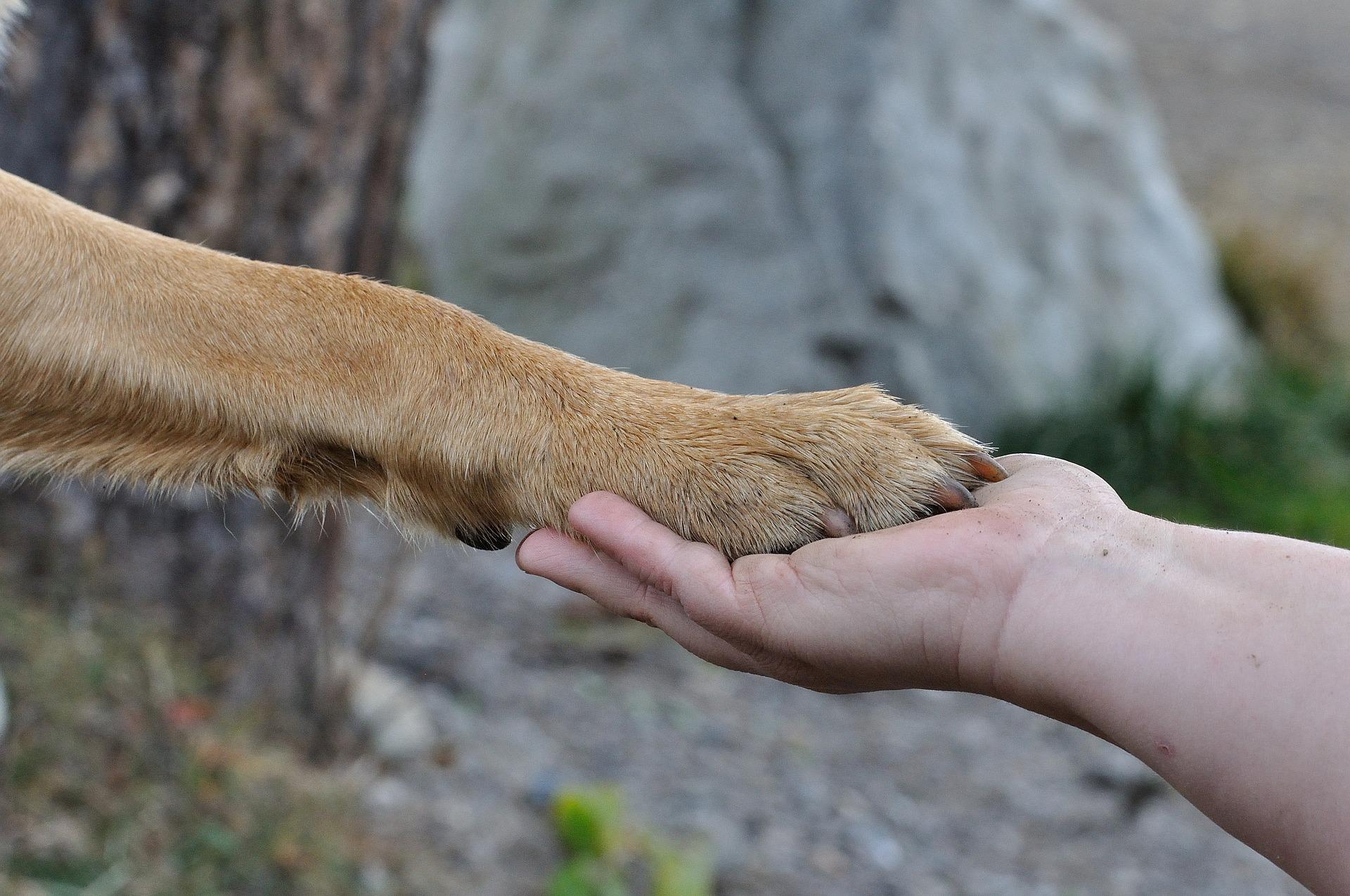 paw-in-hand